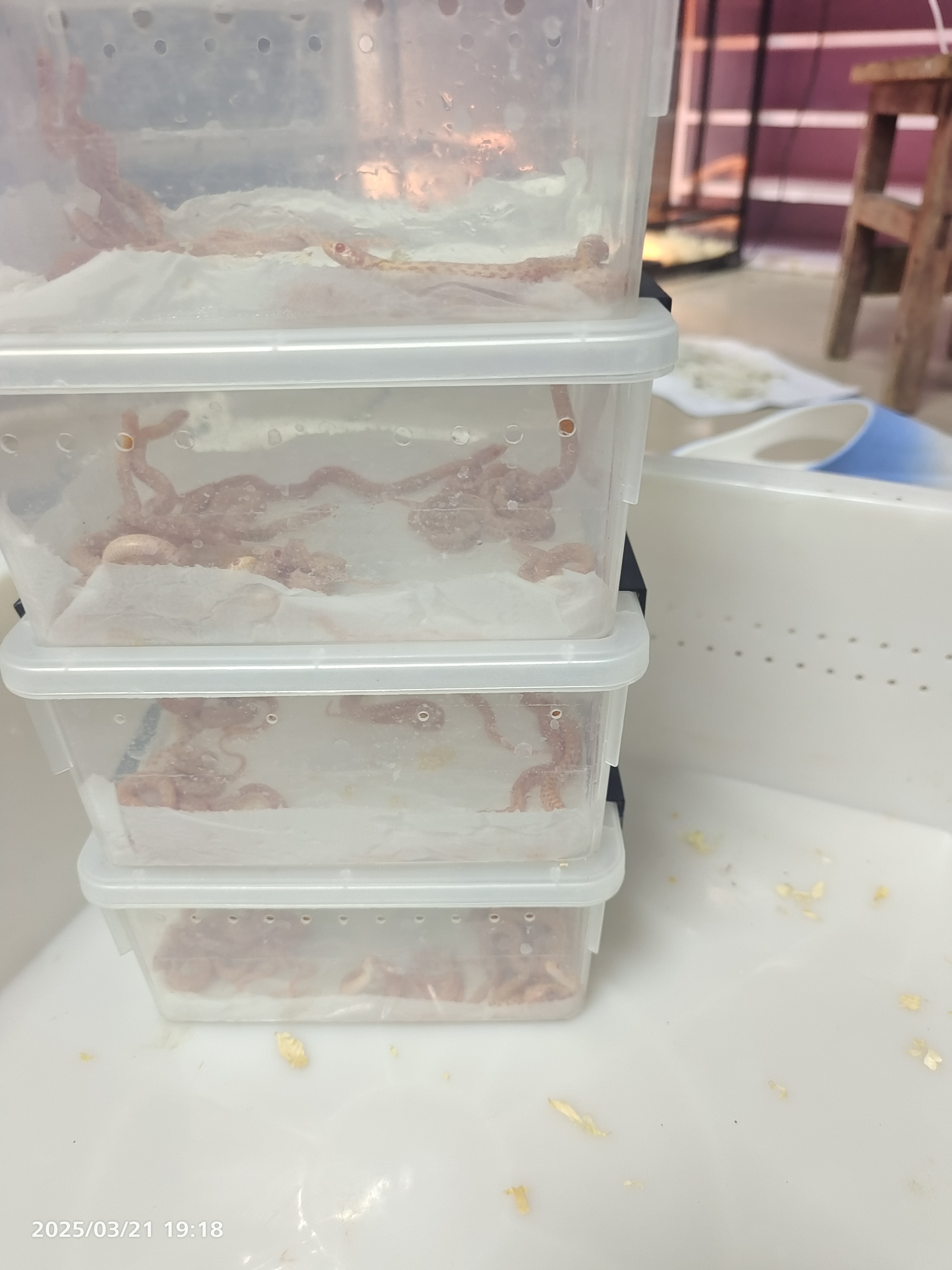 白化PH雪白束带